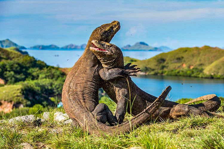 PULAU KOMODO